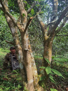 2022 Spring ChaWangShu Ancient Tree Puerh 茶王树