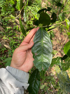 2022 Spring San Jia Zhai Ancient Tree Puerh 三家寨