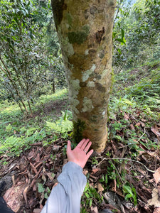 2022 Spring Rocket Mountain Single Tree Puerh 火箭山单株