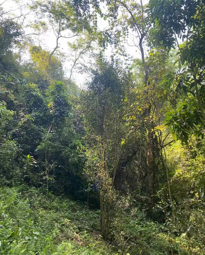 2022 Spring Lao Jie Zi Gao Gan Puerh 老街子