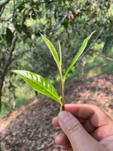 2022 Spring San Jia Zhai Ancient Tree Puerh 三家寨