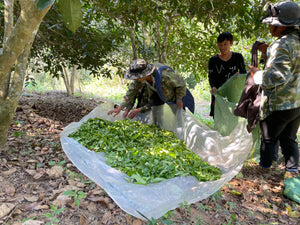 2022 Spring San Jia Zhai Ancient Tree Puerh 三家寨