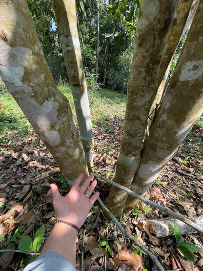 2022 Spring Yao Zhu Di Single Tree Puerh 瑶珠地单株